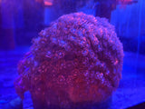 Purple Long Polyp Goniopora Coral