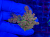 PC Rainbow Acropora