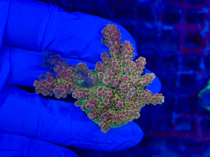 PC Rainbow Acropora
