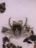Pitho Crab
