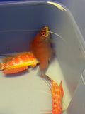 Scarlet Pin Stripe (Striated) Wrasse