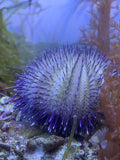 Pink Purple Urchin