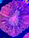 Red Cynarina Lacrymalis