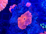 Multicolor Ricordea Yuma Mushroom