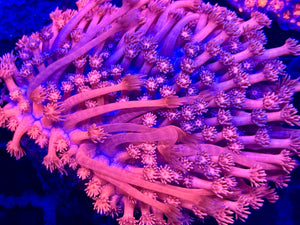 Red Long Polyp Goniopora