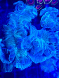 Green Fox Coral
