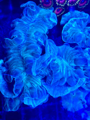 Green Fox Coral