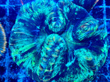 Green Welsophyllia