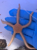 Brittle Sea Star