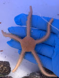 Yellow Brittle Star