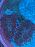 Blue Stripe Tridacna Derasa Clam
