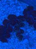 Blue Maxima Clam, 1st Grade