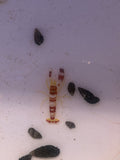 Red Banded Pistol Shrimp