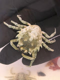 Pitho Crab