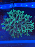 Neon Green Birdsnest Coral