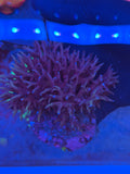 Birdsnest Coral