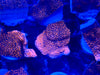 Mystic Sunset Montipora
