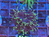 Black Torch Coral