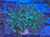 Teal (Blue/Green) Tip Green Torch Coral