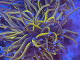 Grade A Blue Tip Gold Torch Coral