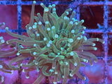 Teal (Blue/Green) Tip Green Torch Coral