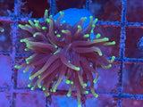 Black Torch Coral