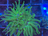 Blue Tip Green Torch Coral