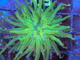 Blue Tip Green Torch Coral