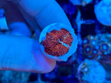 Red Discosoma Mushroom Coral