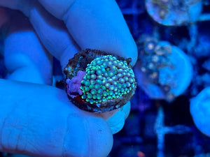 Green Florida Ricordea Mushroom