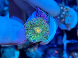 Multicolor Yuma