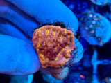 Blood Orange Leptoseris