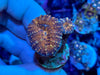 Red Rim Purple Lobophyllia