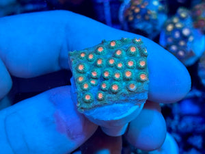 Meteor Shower Cyphastrea