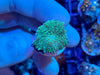 Rhodactis Mushroom