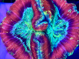 Red Welsophyllia