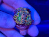 Blue and Yellow Acanthestrea Lordhowensis