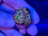 Blue and Yellow Acanthestrea Lordhowensis