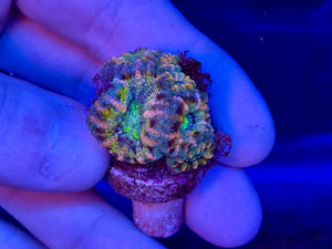 Blue and Yellow Acanthestrea Lordhowensis