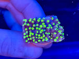 Neon Green Astreopora