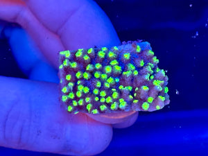 Neon Green Astreopora