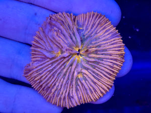 Premium Plate Coral