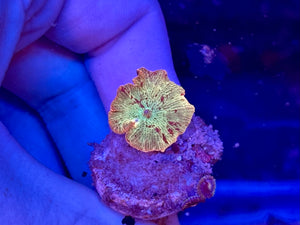 Jawbreaker Mushroom