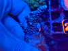 Blue Acropora Tenuis