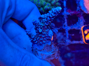 Blue Acropora Tenuis