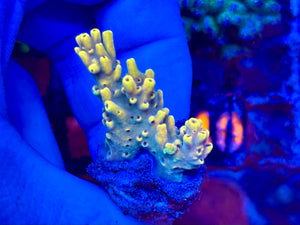RR Pink Floyd Acropora