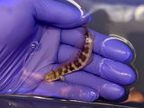 Red-Spotted Blenny
