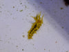 Sea Cucumber