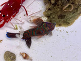 Red Mandarin Dragonet
