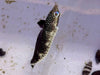 Black Leopard Wrasse